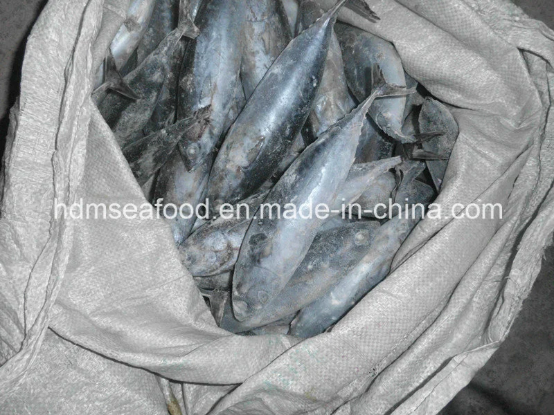 Whole Round Frozen Bonito Fish (Euthynnus affinis)