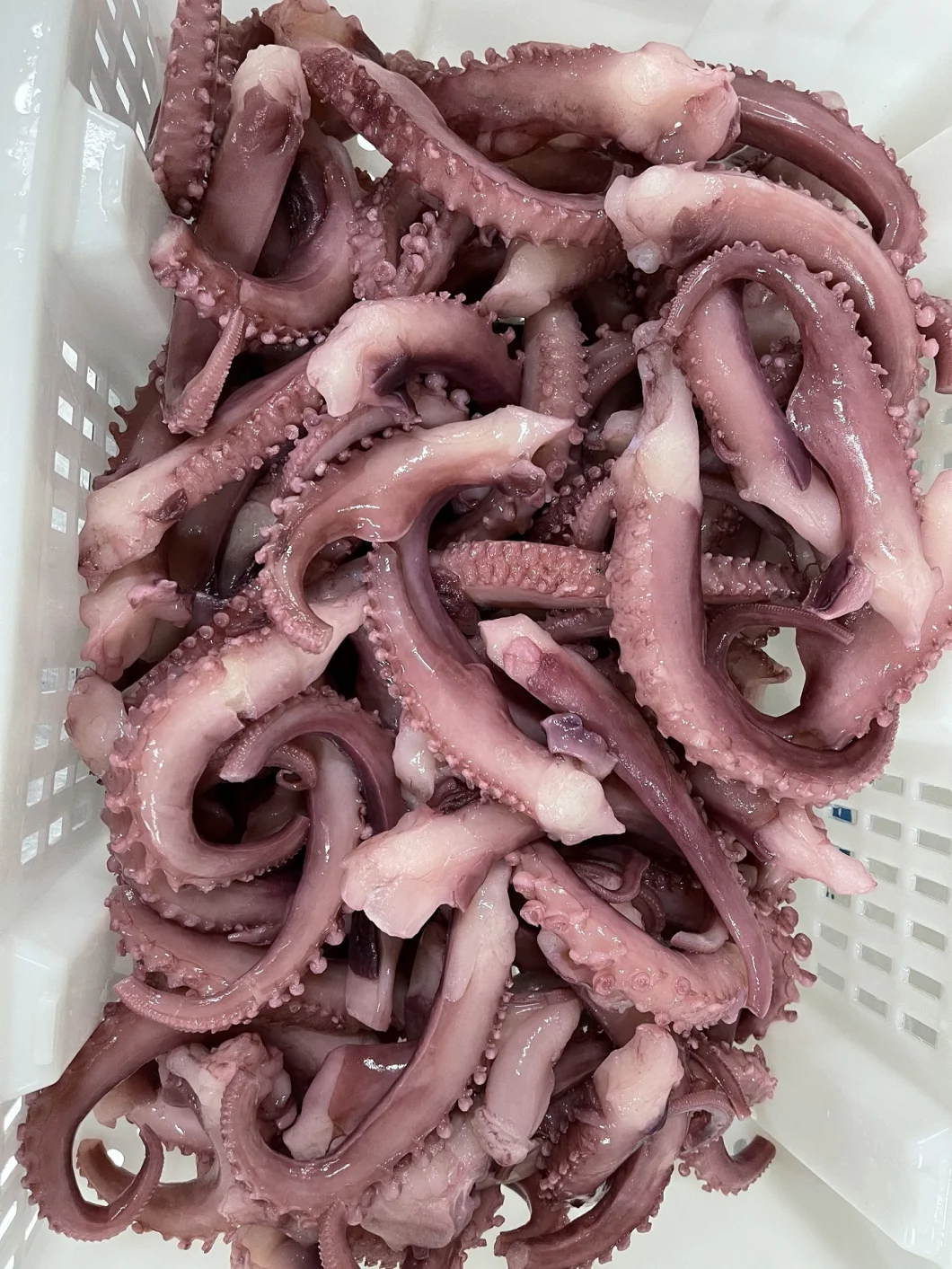 Frozen Squid Tentacle, Calamari, Calamar, Calmar, Pota