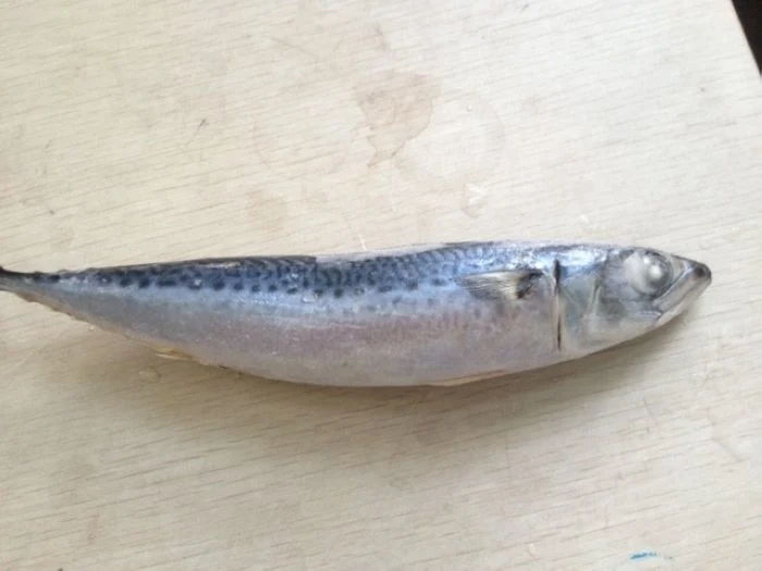 Frozen Pacific Mackerel Scomber Japonicus, High Quality