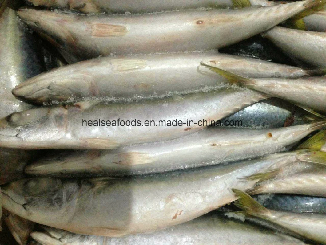 Land Frozen Pacific Mackerel Fish for Bait