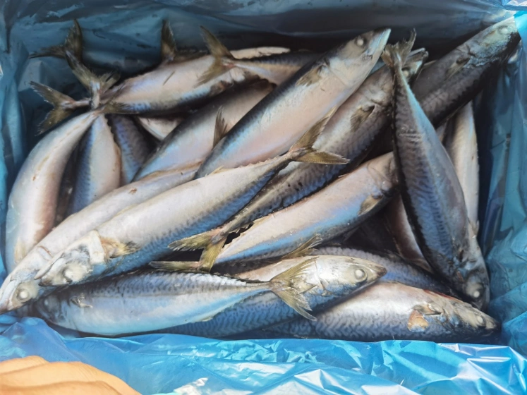 Quality Frozen Mackerel Fish for Export