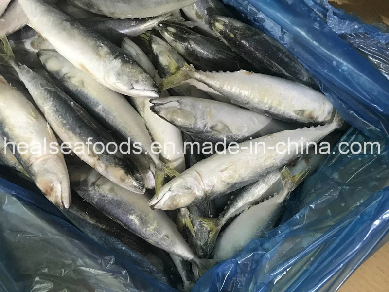 Supply IQF Frozen Pacific Mackerel for Malaysia Market