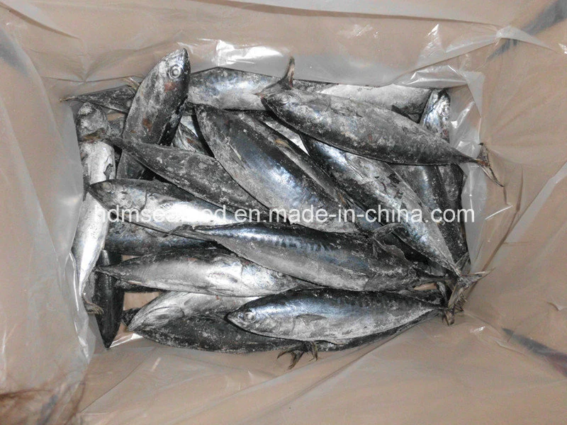 Whole Round Frozen Bonito Fish (Euthynnus affinis)