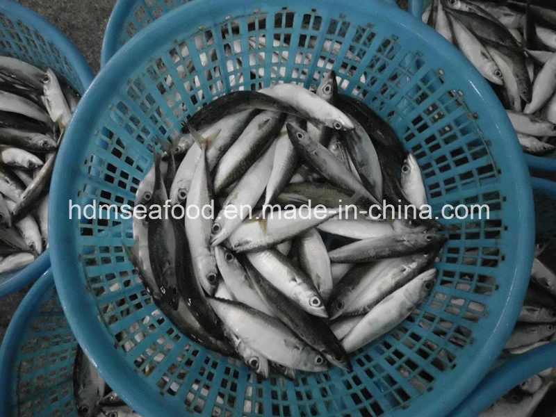 Frozen Seafood Mackerel Fish for Sale