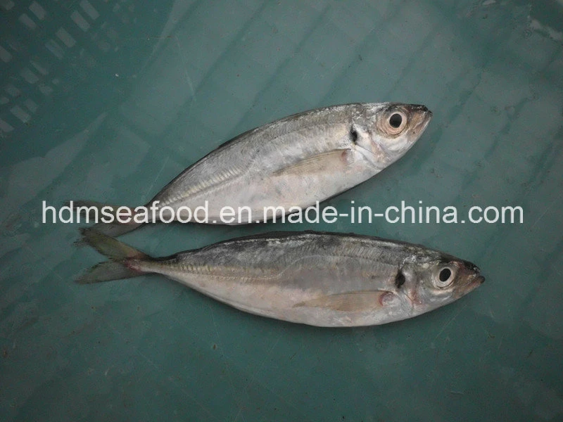 Whole Round Frozen Horse Mackerel Fish