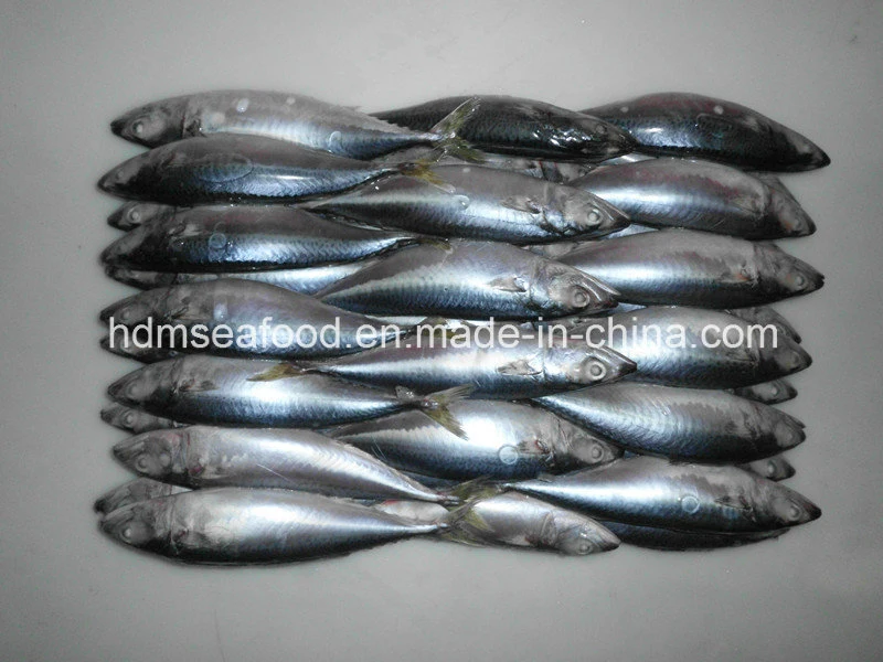 Frozen Seafood Mackerel Fish for Sale