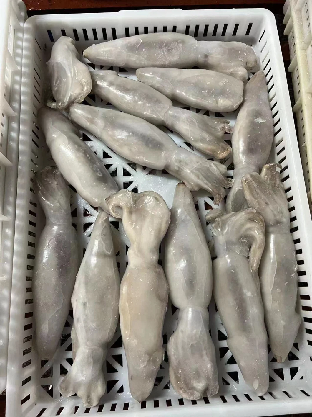 Frozen Whole Round Squid/Illex Squid/Calamari/Calamar/Calmar/Pota