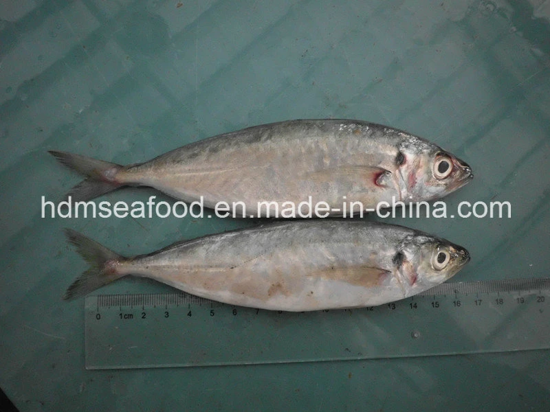 Whole Round Frozen Horse Mackerel Fish