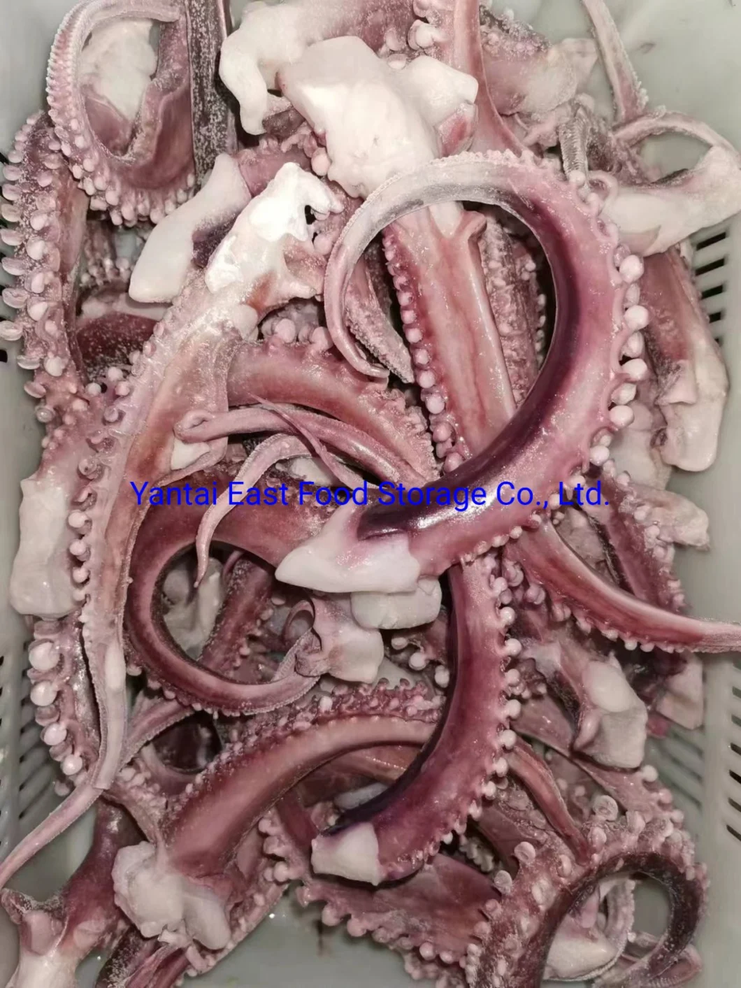 Frozen Squid Flower/Pineapple, Tube, Tt, Ring, Tentacle, Flower, Strip, Gigas/Illex Argentinus/Todarodes, Seafood, Tilapia