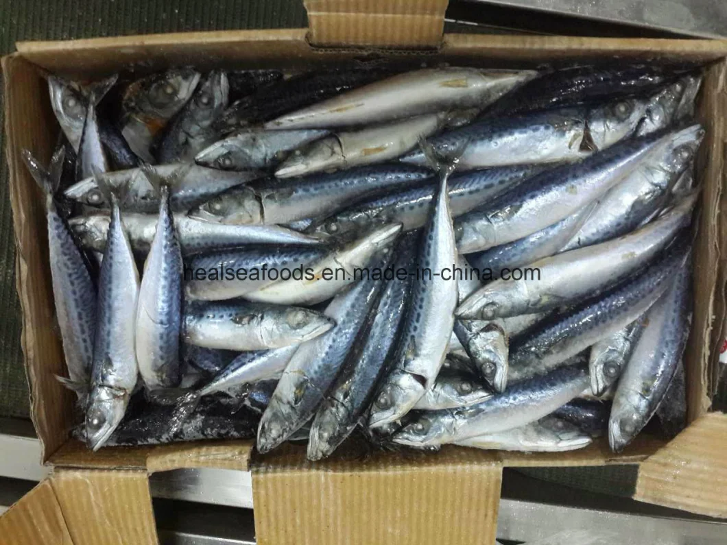 Chinese Factory Frozen Pacific Mackerel Fish