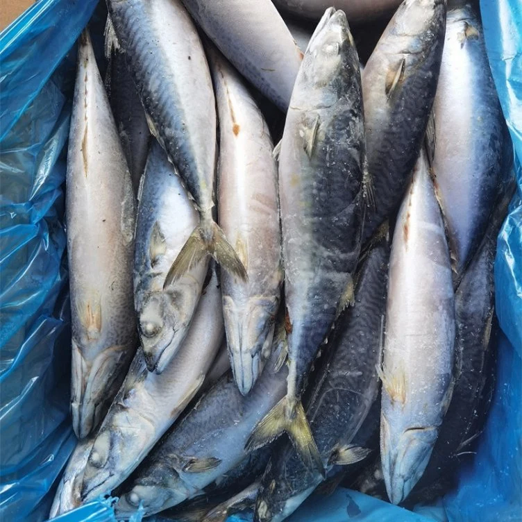 Quality Frozen Mackerel Fish for Export