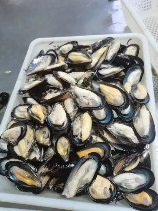 Frozen Boiled Half Shell Mussel