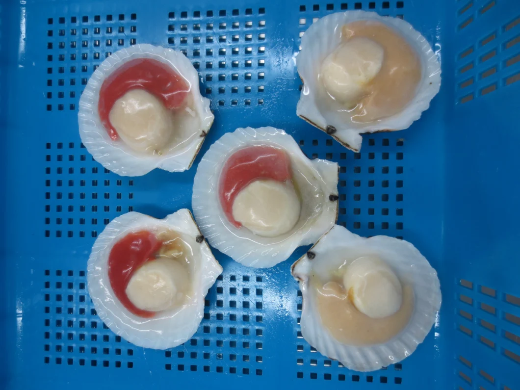 Frozen Half Shell Sea Scallop Without Frill