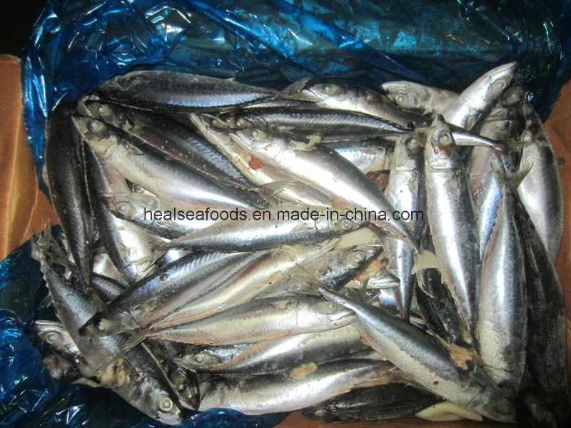 Mackerel Ice Fish Bait Frozen Mackerel Fish Frozen Pacific Mackerel