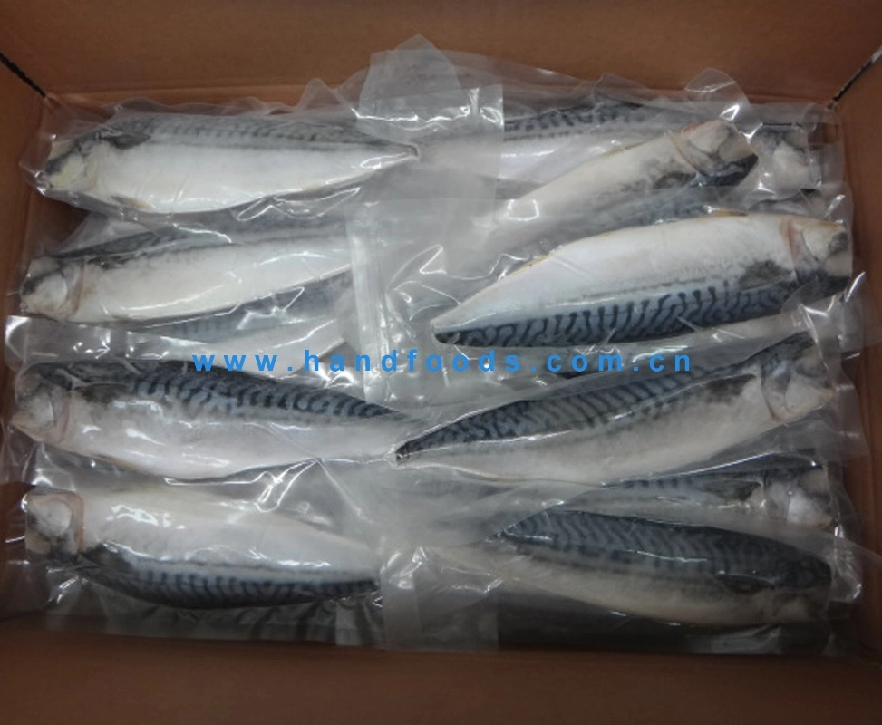 Top Quality Seafood of Frozen Norway Mackerel Fillets Vacuumed Packed or Packing by Bulk Bag