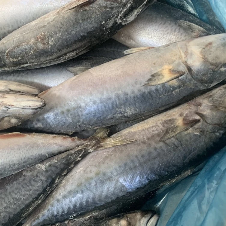 Fresh Frozen Atlantic Pacific Mackerel Sea Frozen Deep Sea Catching Mackerel Fish for Export