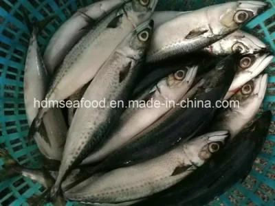 獲れたて大魚400～500、500g＋冷凍マサバ