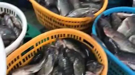 冷凍丸ごと黒ティラピア魚 1 kg あたりの卸売水産物サプライヤーの価格