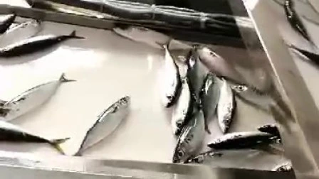 冷凍魚介類やサバなどを急速冷凍します。