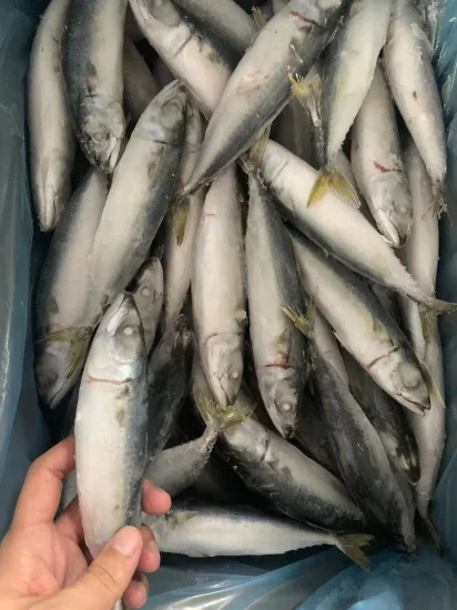 冷凍魚の卸売り、サバの丸ごと