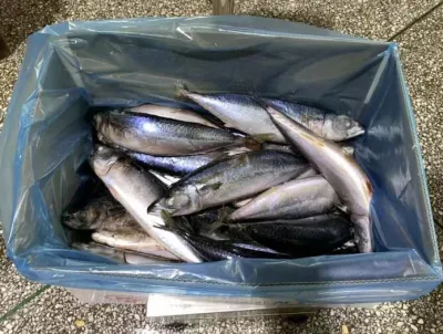 HACCP IQF 魚 太平洋水産物 冷凍サバ 魚 冷凍太平洋サバ